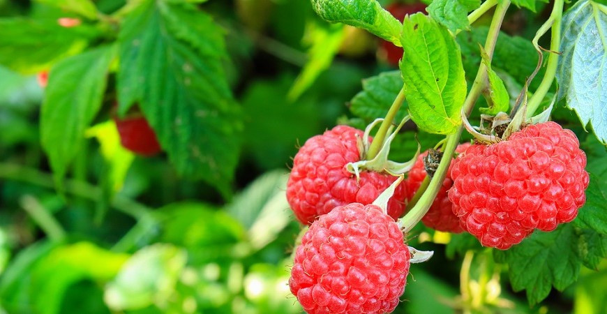 Ostružina malinová - viete, že maliny aj liečia?