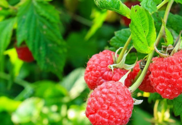 Ostružina malinová - viete, že maliny aj liečia?