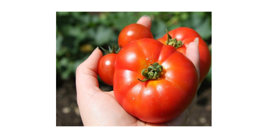 Nezabudli ste na výsev paradajok? 