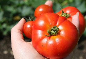 Nezabudli ste na výsev paradajok? 