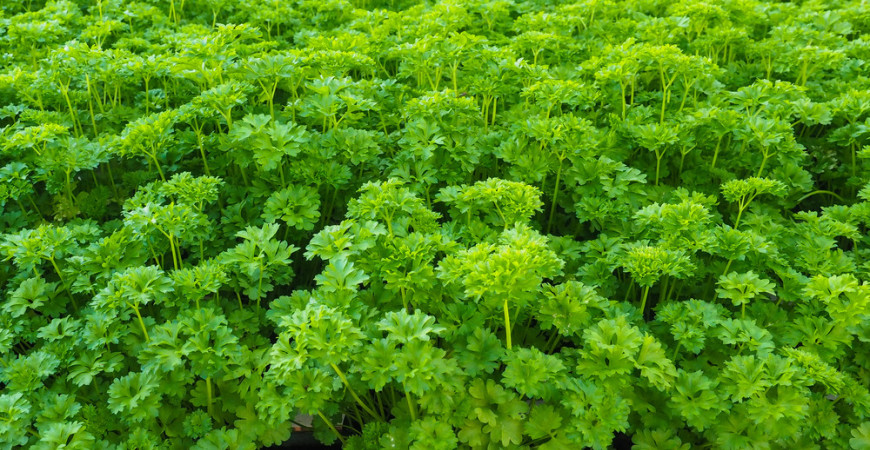 Petržlen kučeravý i petržlen hladkolistý sú nepostrádateľným zeleným korením