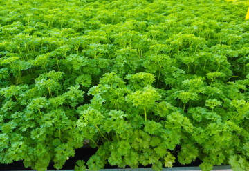 Petržlen kučeravý i petržlen hladkolistý sú nepostrádateľným zeleným korením