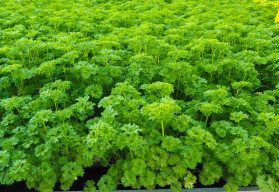 Petržlen kučeravý i petržlen hladkolistý sú nepostrádateľným zeleným korením