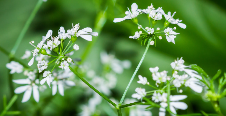 Koriander má lístky nezvyčajnej vône a chuti, pestuje sa práve kvôli nim, ale i kvôli semenám