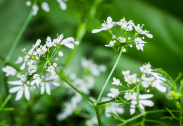 Koriander má lístky nezvyčajnej vône a chuti, pestuje sa práve kvôli nim, ale i kvôli semenám