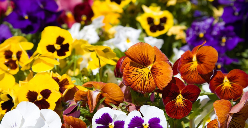 Zakrpatené letničky i trvalky možno pestovať aj na balkóne