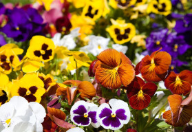 Zakrpatené letničky i trvalky možno pestovať aj na balkóne