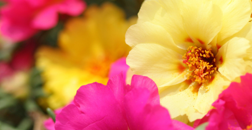 Sucho im neprekáža – ktoré rastliny vystačia i s menším prídelom vody?