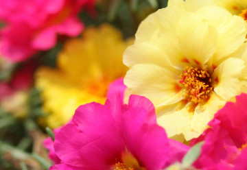 Sucho im neprekáža – ktoré rastliny vystačia i s menším prídelom vody?