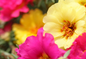 Sucho im neprekáža – ktoré rastliny vystačia i s menším prídelom vody?