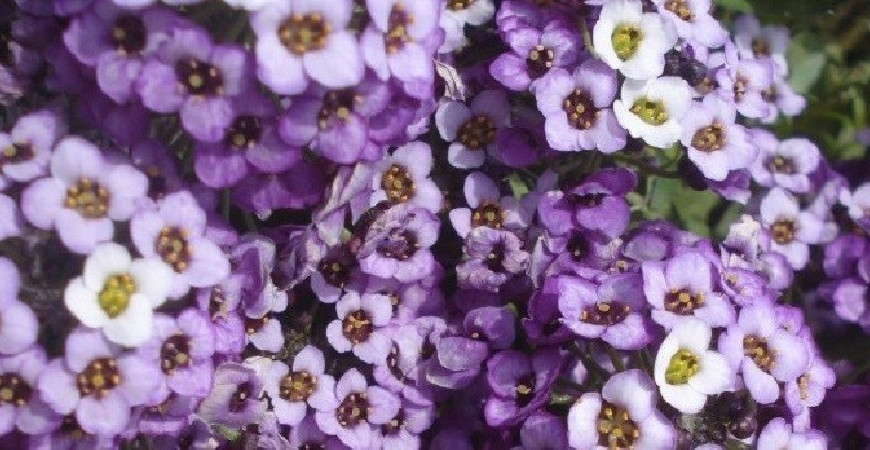 Lobulária prímorská - letnička, ktorá rozkvitá už ako malý semenáčik