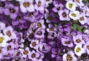 Lobulária prímorská - letnička, ktorá rozkvitá už ako malý semenáčik