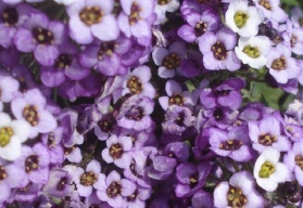 Lobulária prímorská - letnička, ktorá rozkvitá už ako malý semenáčik