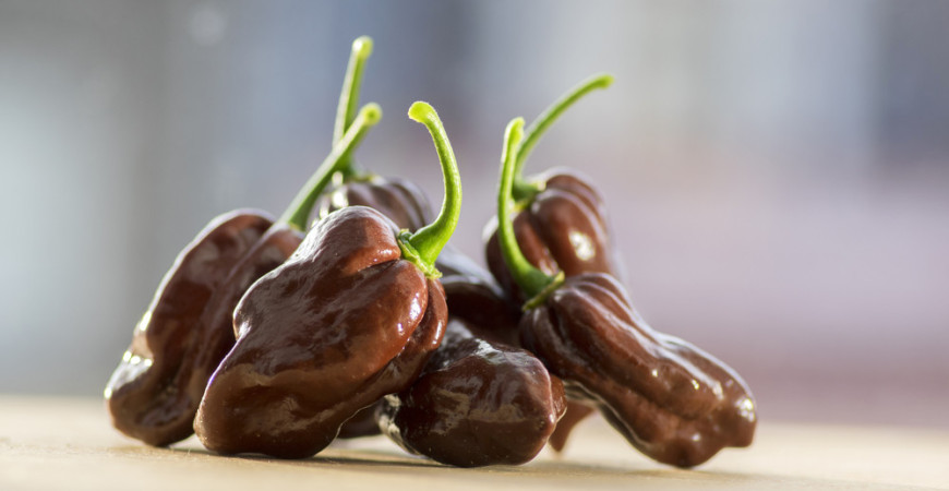 V januári začíname s výsevom paprík