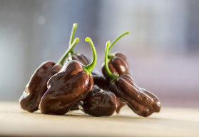 V januári začíname s výsevom paprík