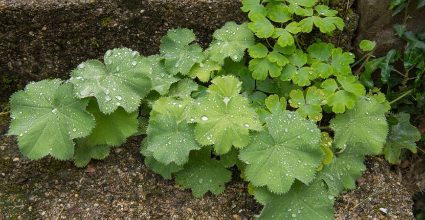 Bylinky od A do Z alebo nie je bylina, aby na niečo nebola II.