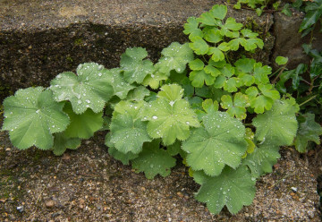 Bylinky od A do Z alebo nie je bylina, aby na niečo nebola II.