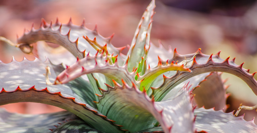 Lekáreň nemusíte navštevovať, ak si budete pestovať liečivky sami doma v kvetináči