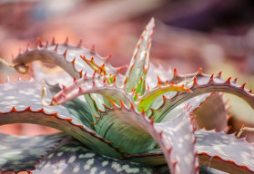 Lekáreň nemusíte navštevovať, ak si budete pestovať liečivky sami doma v kvetináči