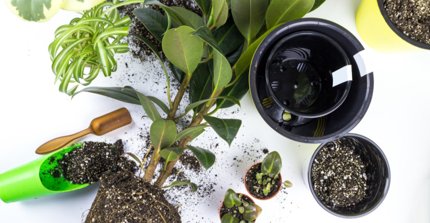 Starostlivosť o fikusy 