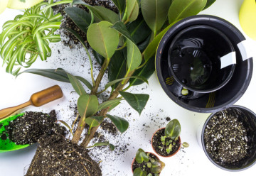 Starostlivosť o fikusy 