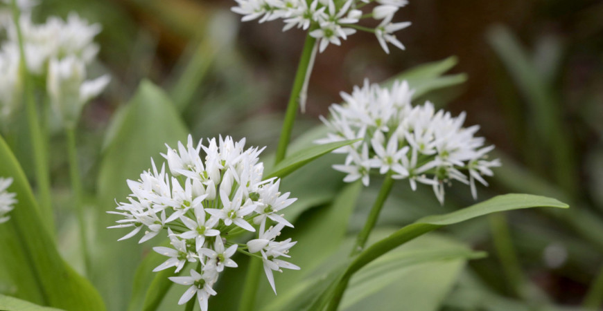 Jeseň je čas pre výsev medvedieho cesnaku. Pestujete ho už na záhrade?
