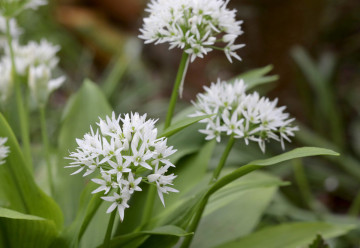Jeseň je čas pre výsev medvedieho cesnaku. Pestujete ho už na záhrade?