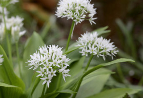 Jeseň je čas pre výsev medvedieho cesnaku. Pestujete ho už na záhrade?