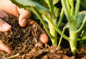 Žiadna rastlina nebude prospievať bez kvalitného substrátu