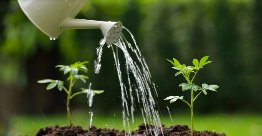 Viete ako vyberať semená na výsevy a na čo si dať pri nákupe pozor?