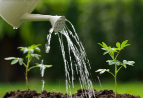 Viete ako vyberať semená na výsevy a na čo si dať pri nákupe pozor?