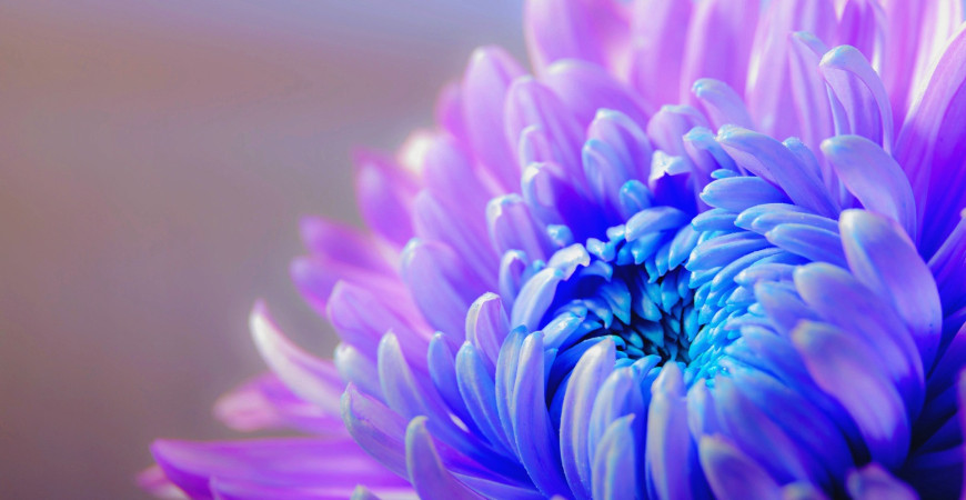 Záhrada môže byť rozkvitnutá aj na jeseň