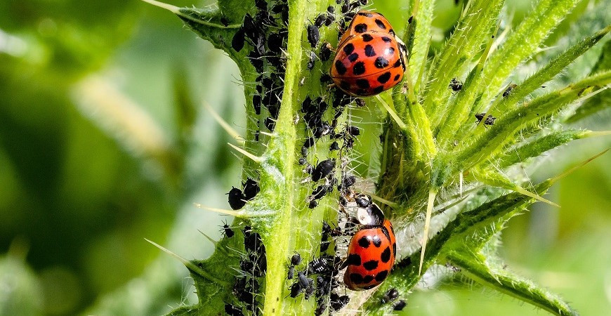 Bojujete s voškami na záhrade, babské rady nezaberajú a užitoční pomocníci nestíhajú? 