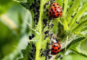 Bojujete s voškami na záhrade, babské rady nezaberajú a užitoční pomocníci nestíhajú? 