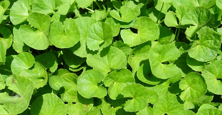 Vypestujte si vlastné elixíry zdravia 