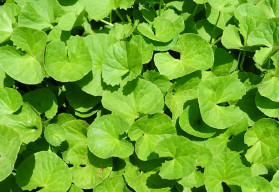 Vypestujte si vlastné elixíry zdravia 