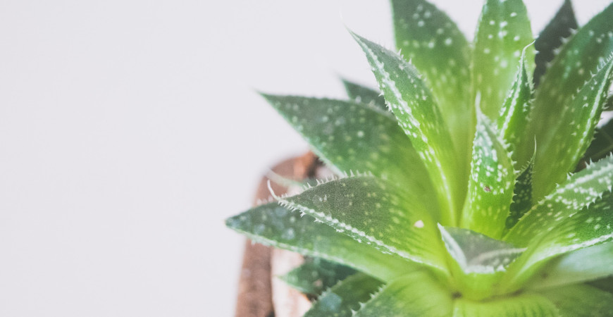 Bylinky od A do Z, alebo nie je bylina, aby na niečo nebola I.