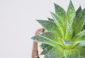 Bylinky od A do Z, alebo nie je bylina, aby na niečo nebola I.