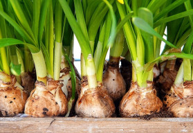 Nezabudnite vysadiť cibuľoviny do nádob 