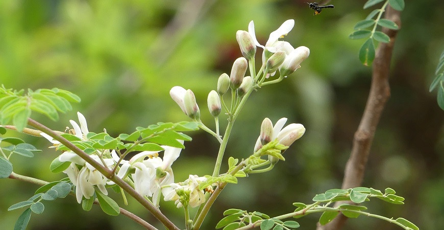 Moringa olejodárna, „viacúčelová plodina“, z ktorej sa dá všetko zužitkovať