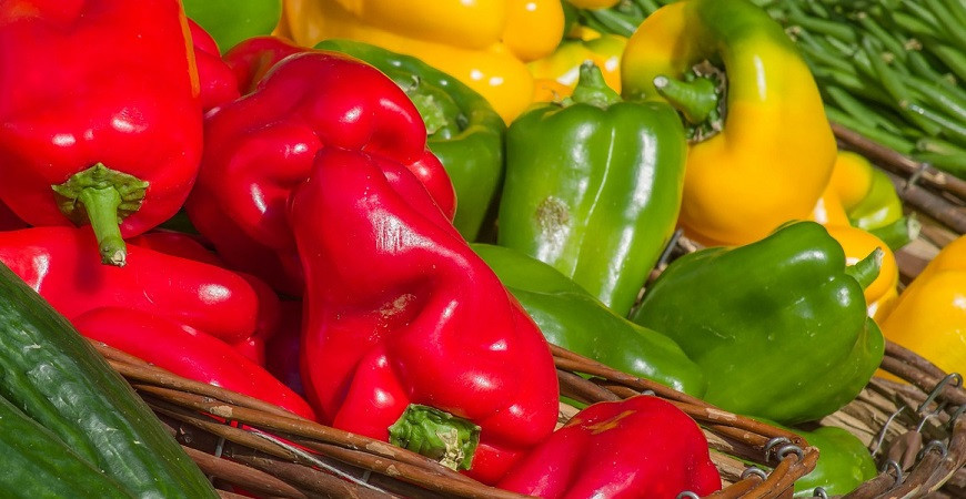 Termín pre výsev paprík už je tu