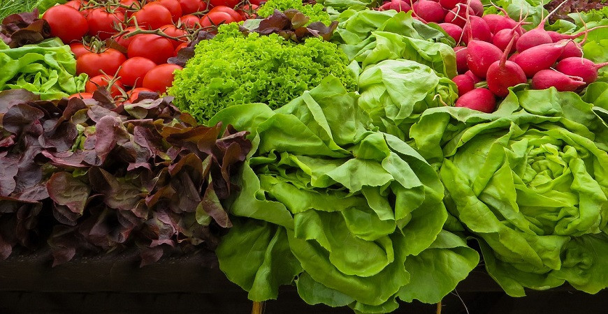 Ak máte skleník alebo fóliovník, predpestovať šaláty si môžete už teraz