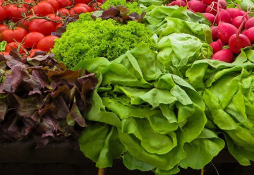 Ak máte skleník alebo fóliovník, predpestovať šaláty si môžete už teraz