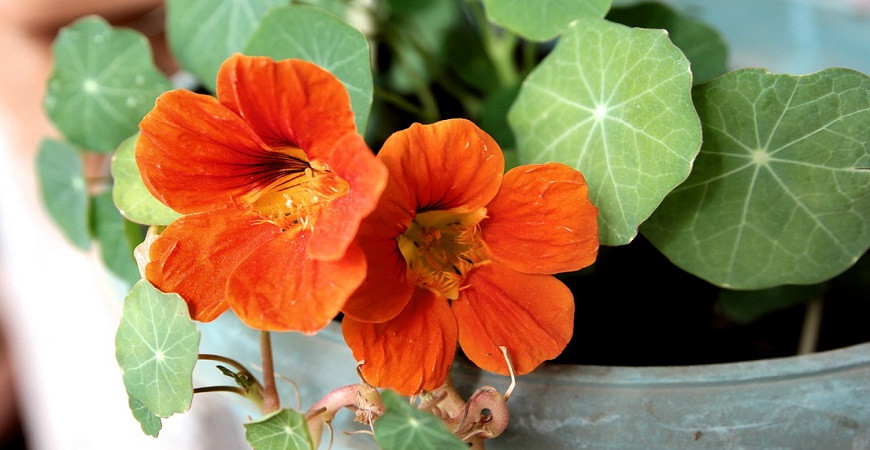 Kapucínka, krásna letnička s jedlými kvetmi a antivirotickými účinkami