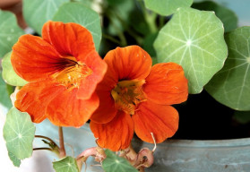 Kapucínka, krásna letnička s jedlými kvetmi a antivirotickými účinkami