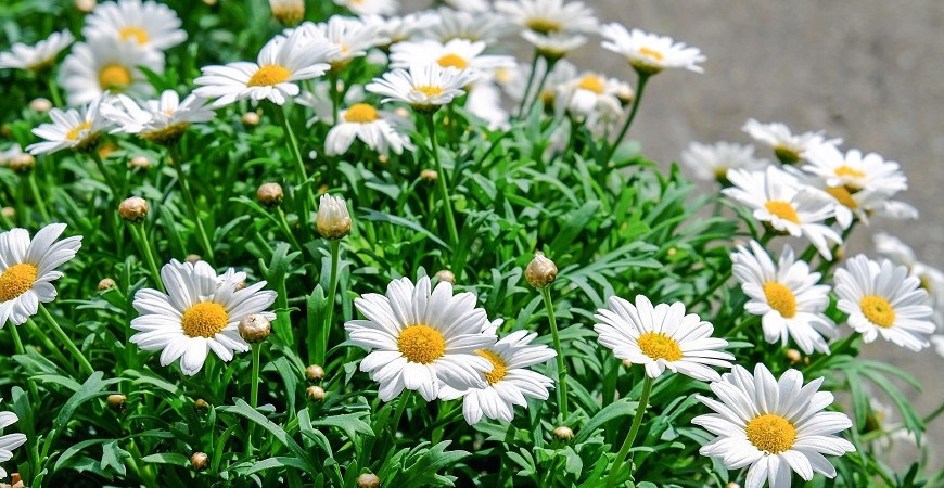 Burina už na záhrade začína rásť, pripravte si z nej lahodný šalát