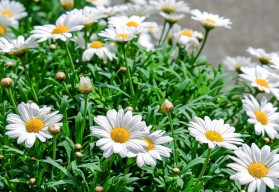 Burina už na záhrade začína rásť, pripravte si z nej lahodný šalát