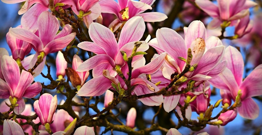 Pestovanie magnólie zo semien je náročné ale nie nemožné