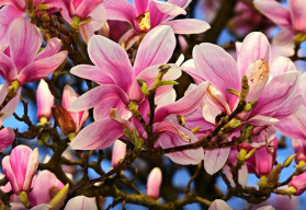 Pestovanie magnólie zo semien je náročné ale nie nemožné