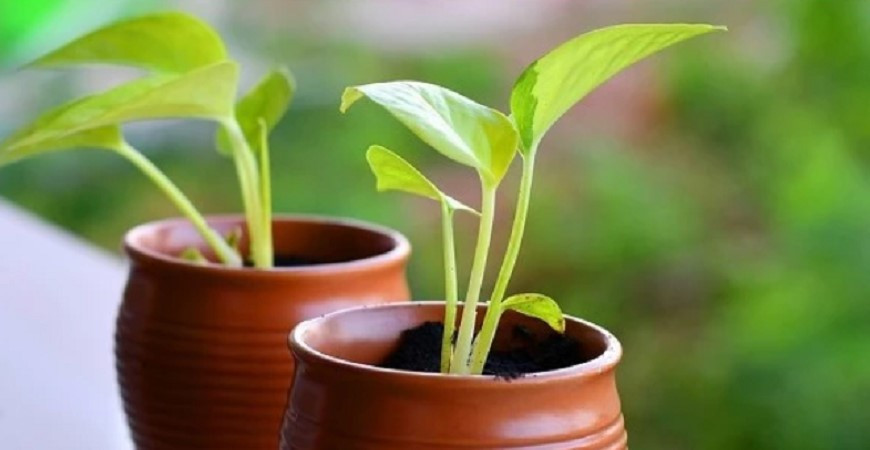 Viete ako si sadbu správne vybrať, aby ste zožali zeleninu podľa svojich predstáv?